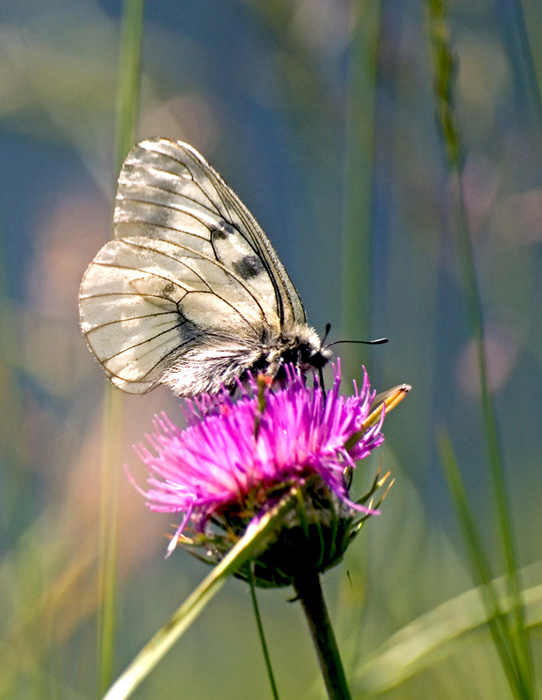 Parnassius  mnemosine  L.